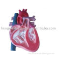 The demo model of heart and blood fucxionuar